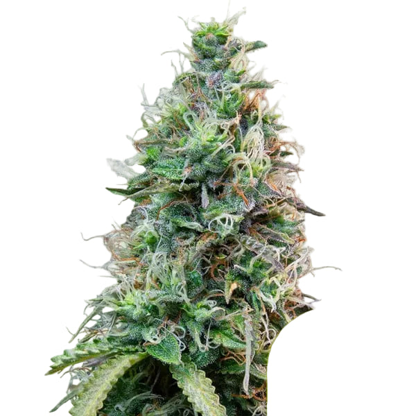 Amnesia Haze Auto