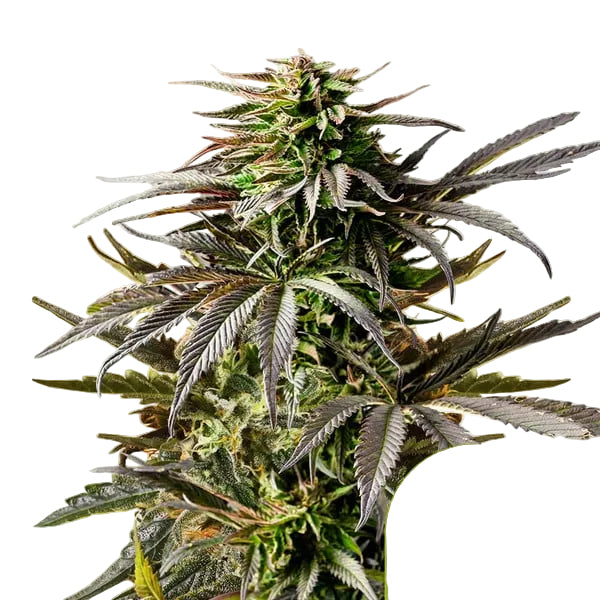 Cherry Pie Auto