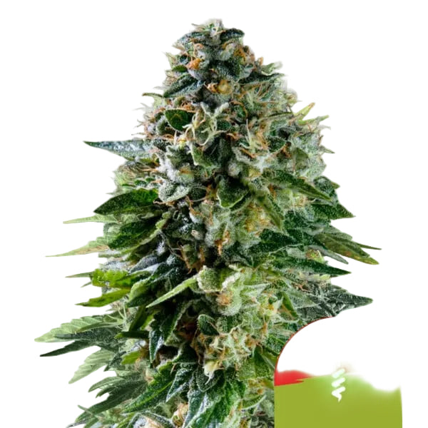 Corkscrew Auto