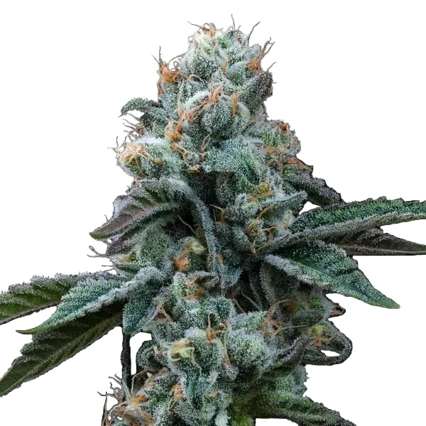 Dynamite Diesel