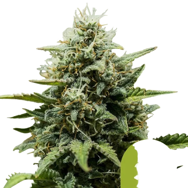 Fat Banana Auto