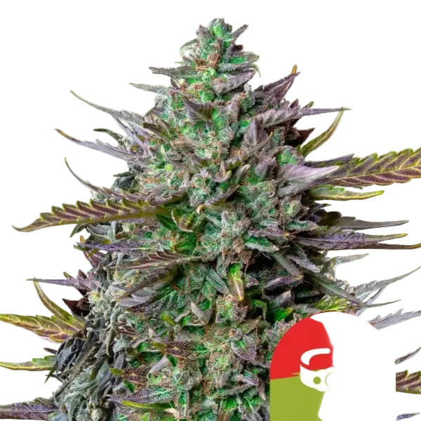 GOAT'lato Auto