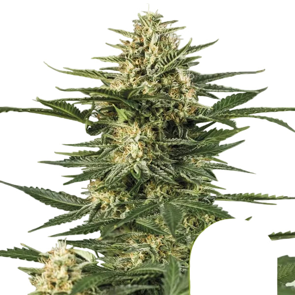Green Gelato Auto