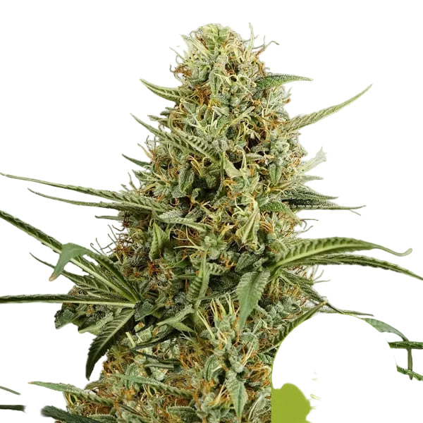 HulkBerry Auto