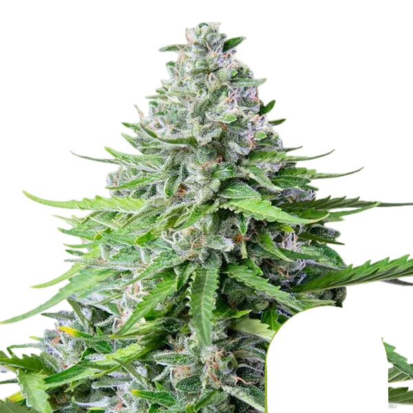 Royal Cookies Auto