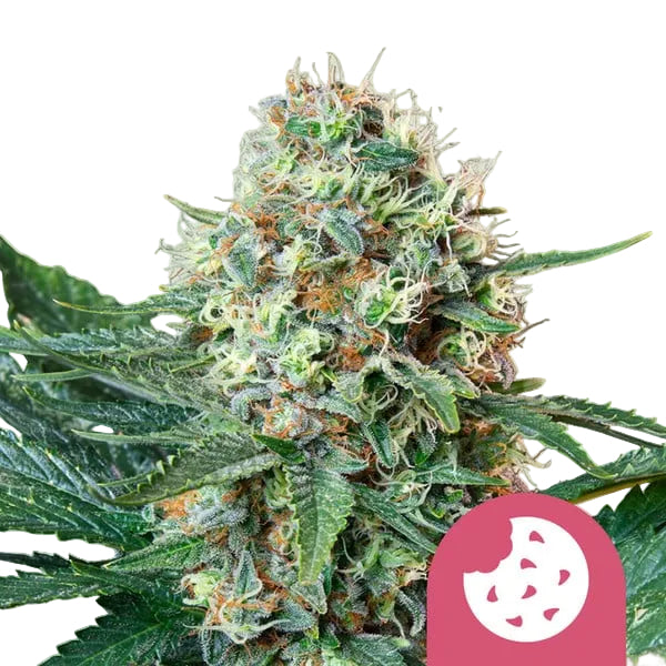 Royal Cookies