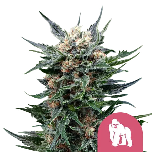 Royal Gorilla