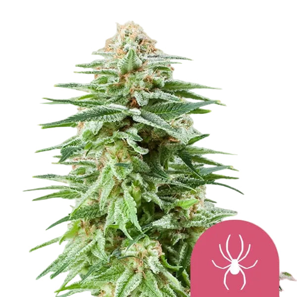 White Widow