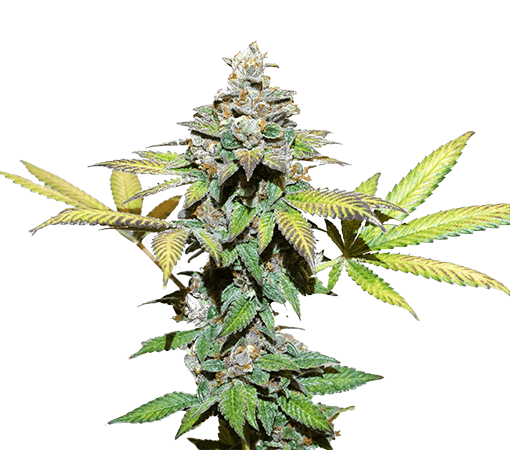 Zkittlez Auto