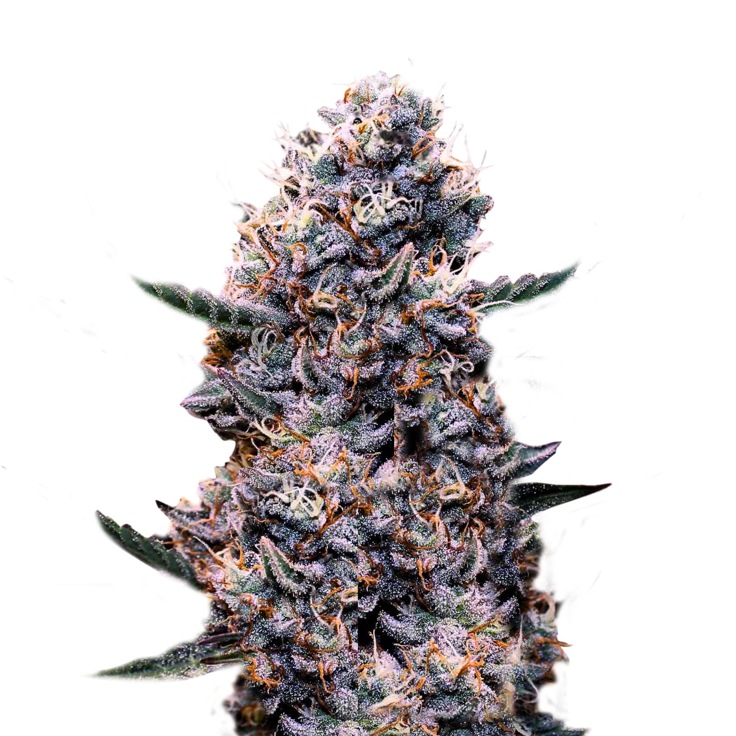 DO-SI-DOS AUTOFLOWERING