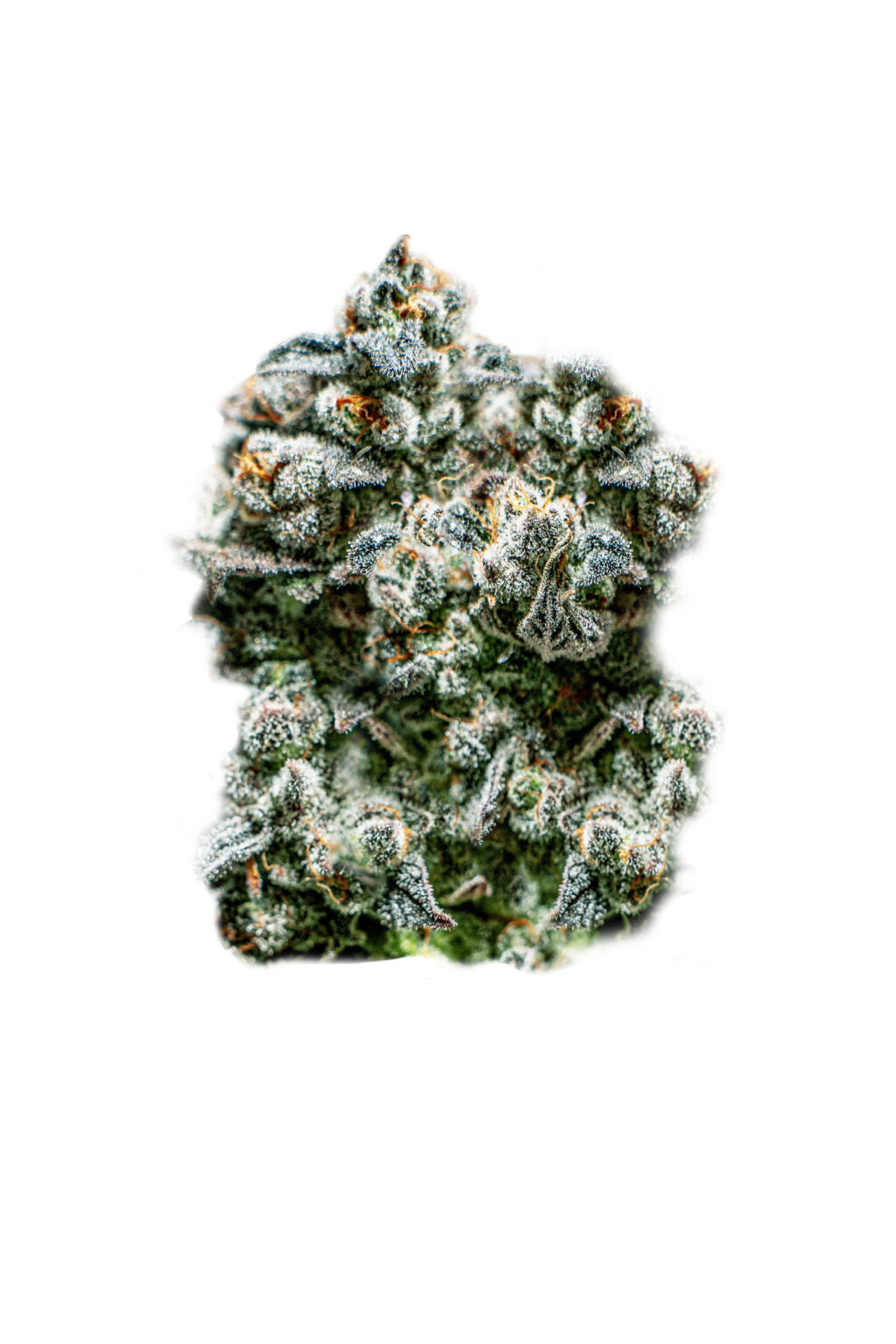RUNTZ AUTOFLOWERING