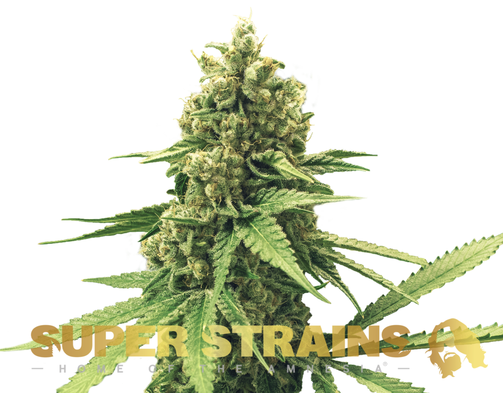DFA AUTOFLOWERING