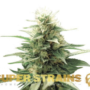FINI AUTOFLOWERING