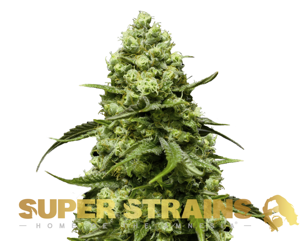 TURING AUTOFLOWERING