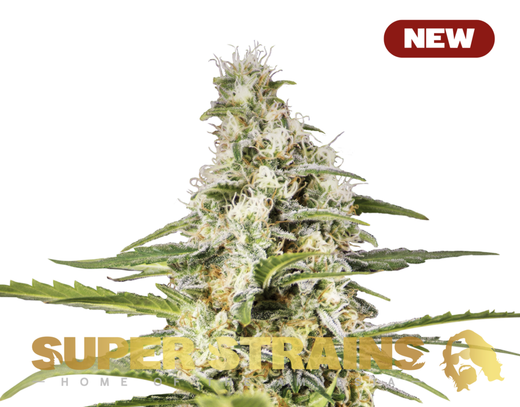 GIRL SCOUT COOKIES
