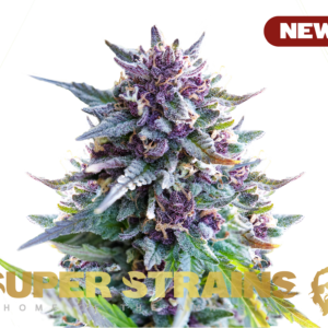PURPLE PUNCH