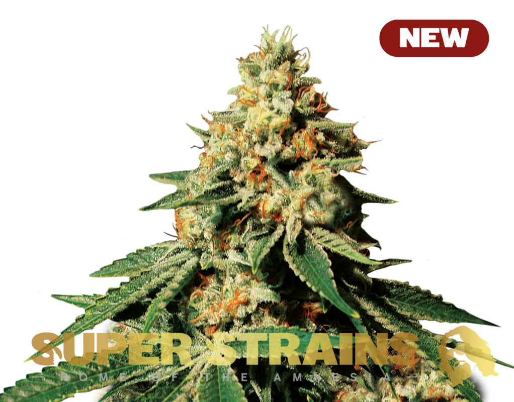 ZKITTLEZ