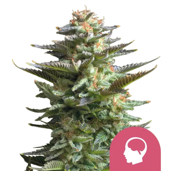 Amnesia Haze