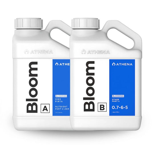 Athena Bloom A + B