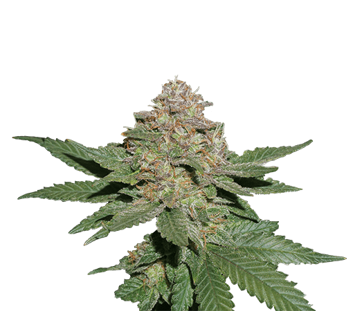 Blueberry