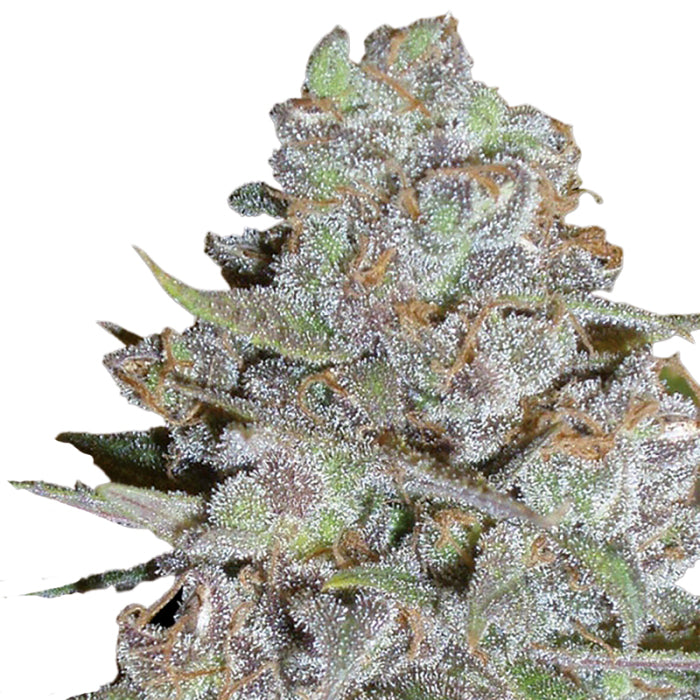 Bubblegum x Fat HOG