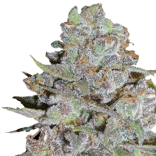 Bubblegum x Fat HOG