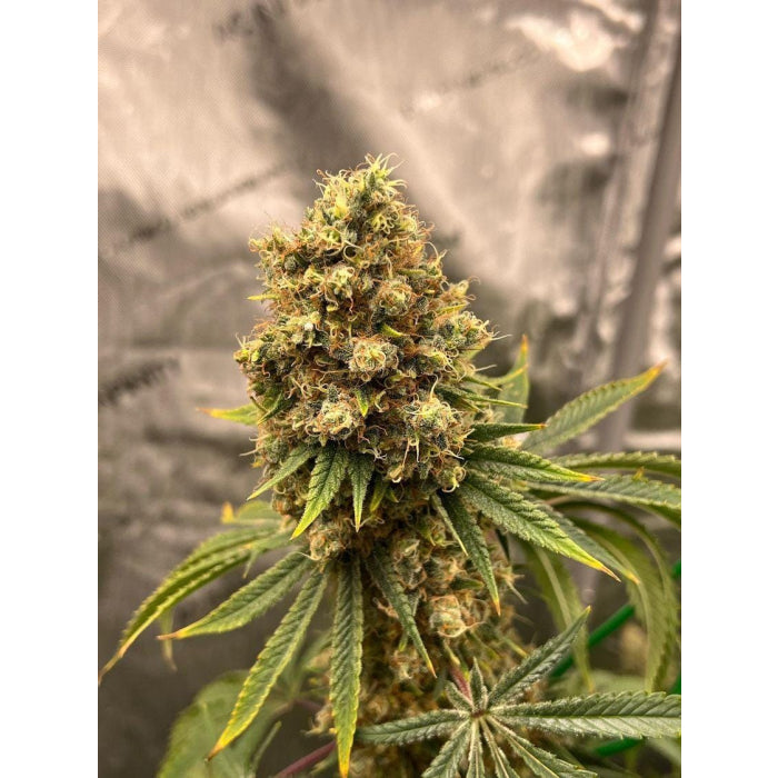 Cherry Zoap Autoflower