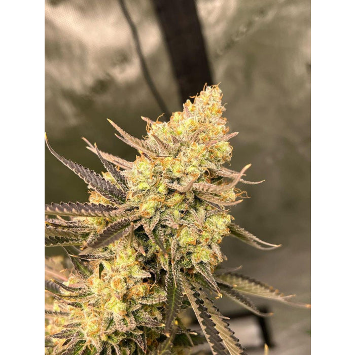 Cherry Zoap Autoflower