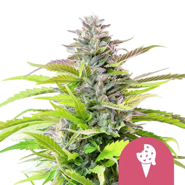 Cookies Gelato