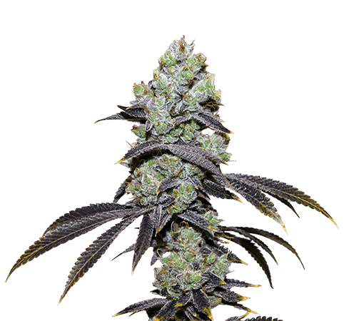 Forbidden Fruit