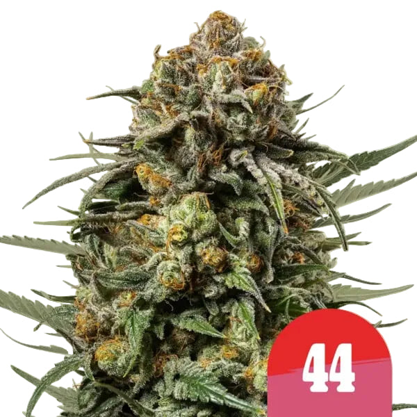 Gelato 44