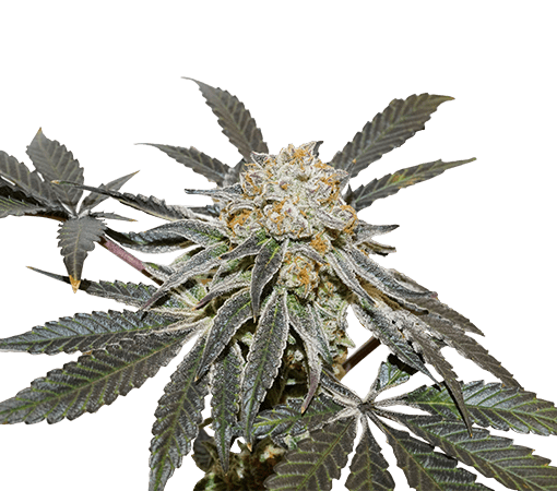 Gelato x Purple Punch Auto