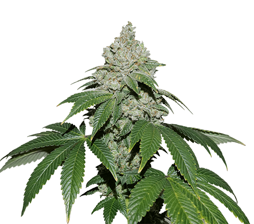 GG4 Auto