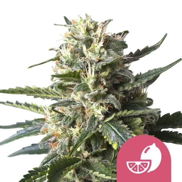 Lemon Shining Silver Haze