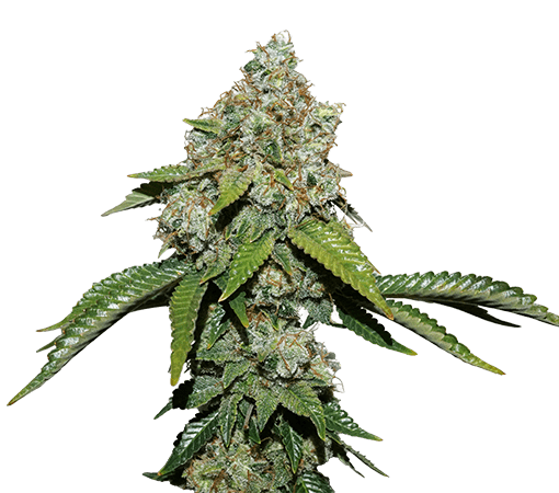 Northern Lights Auto