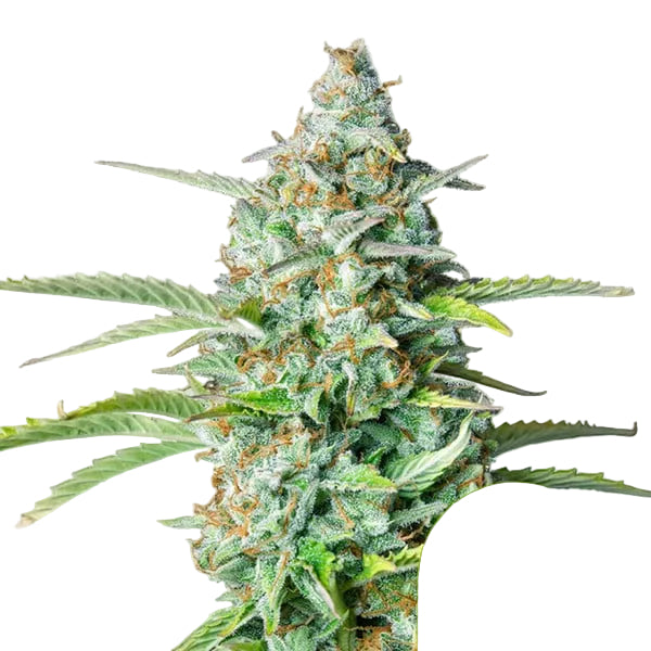 Northern Light Auto