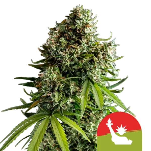 NYC Sour D Auto
