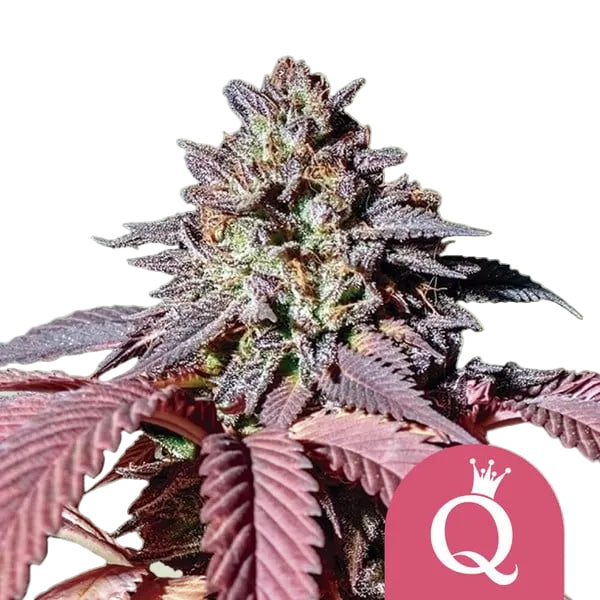 Purple Queen