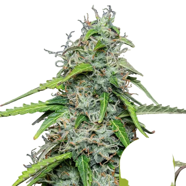 Royal Gorilla Auto