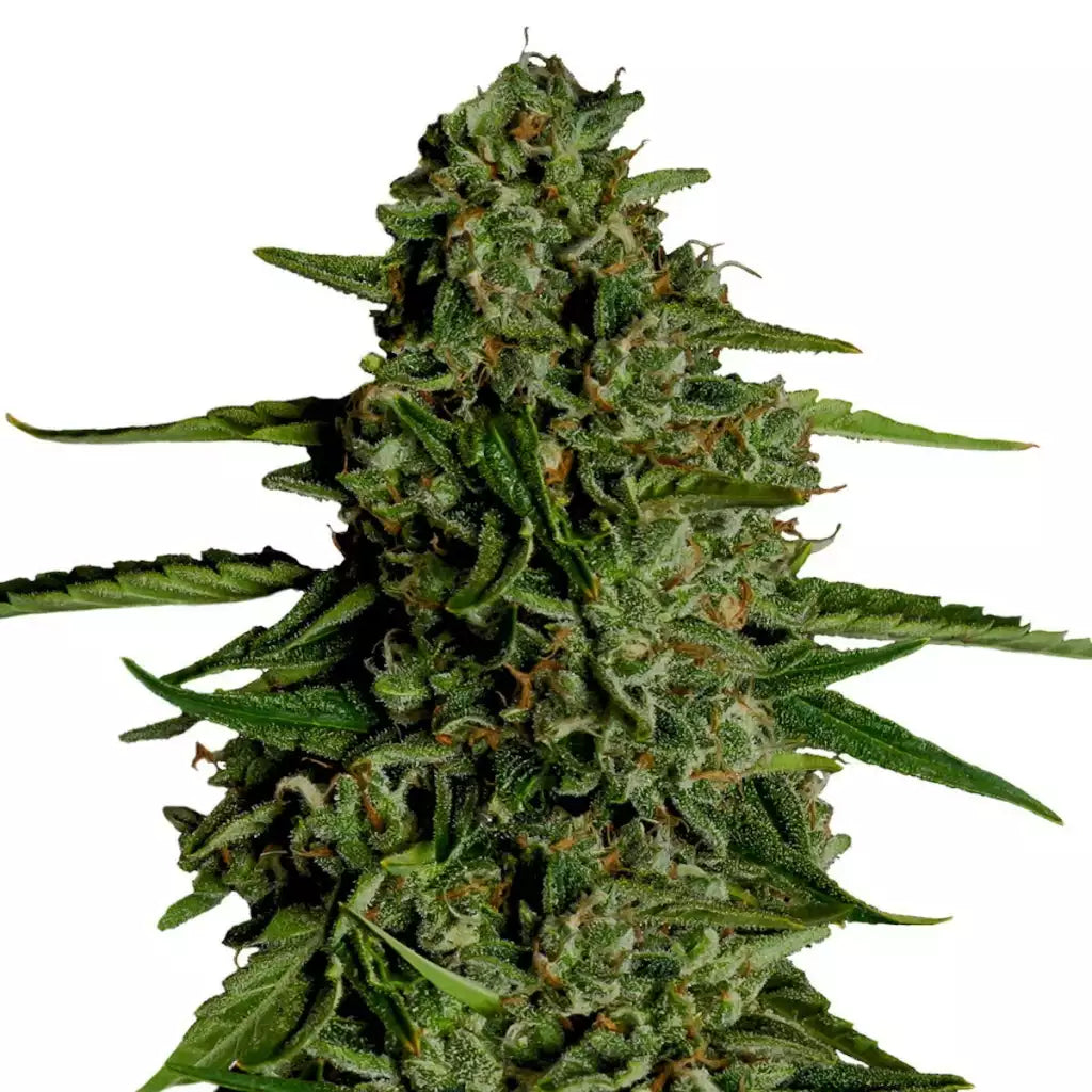 Medusa F1