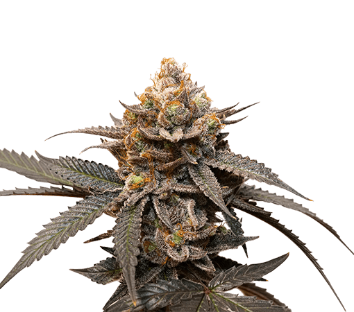 Tropicana Cookies