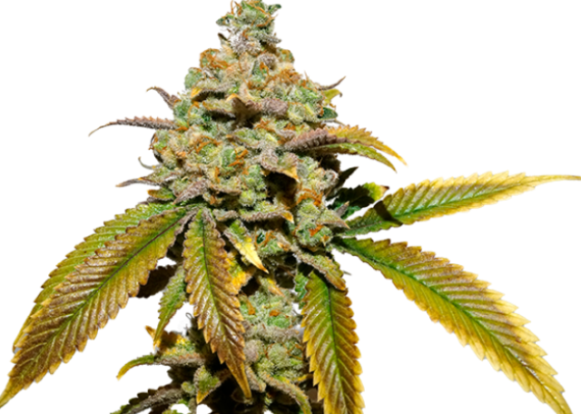 Zkittlez
